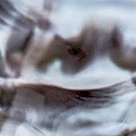 IMG_0931 Les mouettes